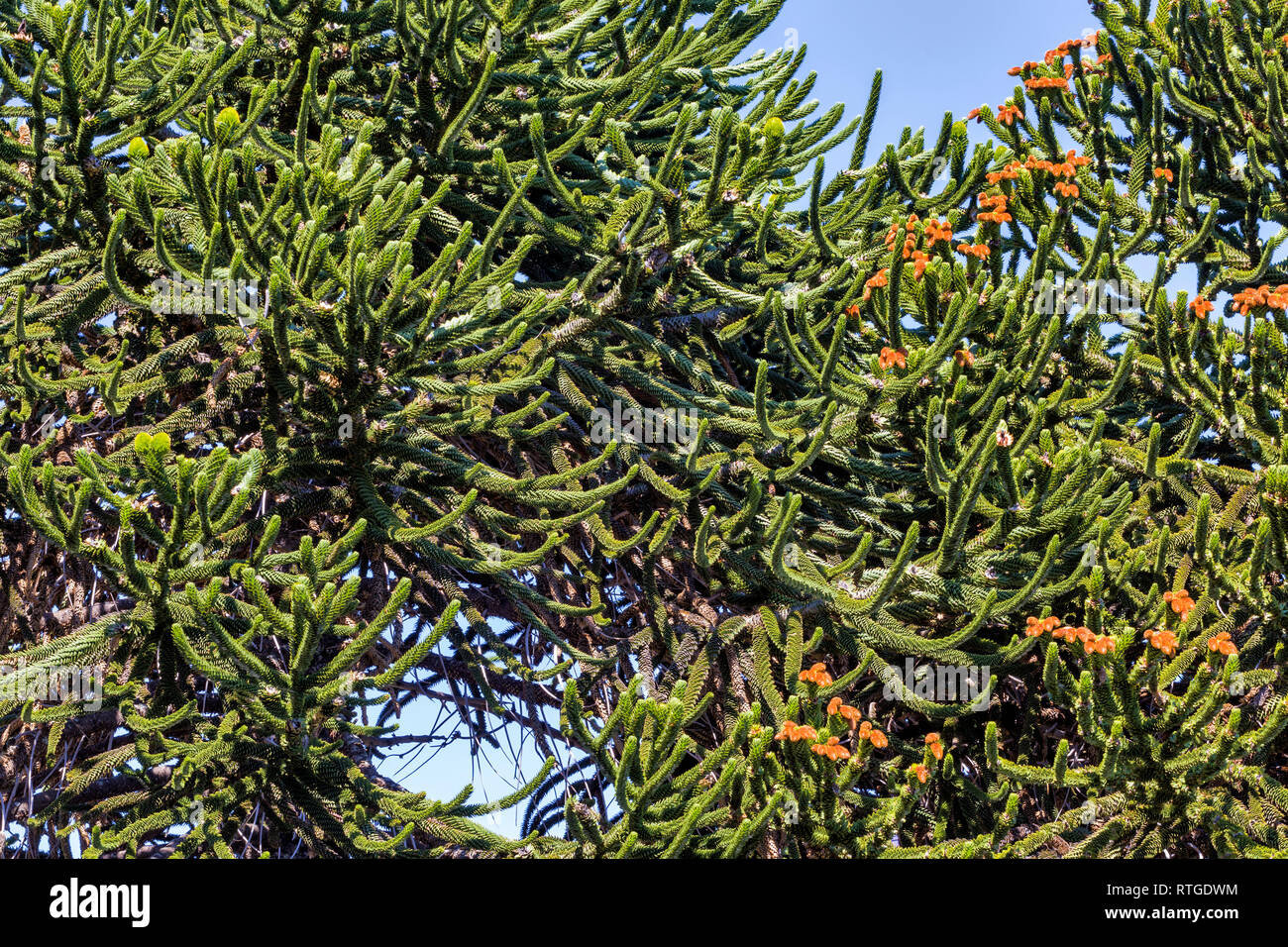 Forêt d'Araucaria, Réserve nationale du Malalcahuello-Nalcas, région d'Araucania, Chili Banque D'Images