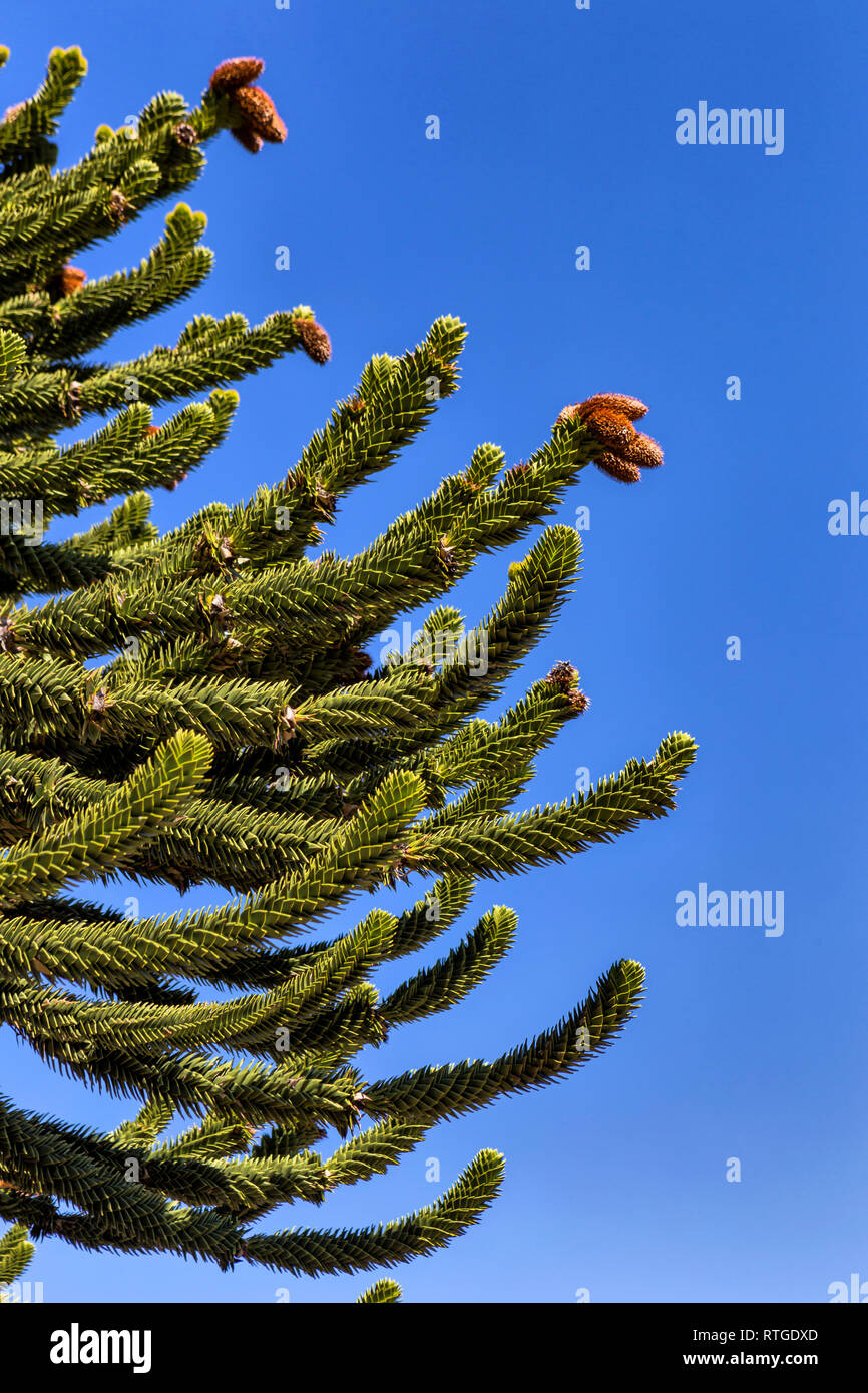 Forêt d'Araucaria, Réserve nationale du Malalcahuello-Nalcas, région d'Araucania, Chili Banque D'Images
