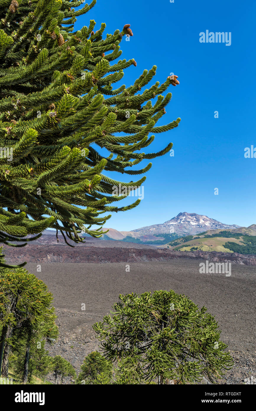 Forêt d'Araucaria, Réserve nationale du Malalcahuello-Nalcas, région d'Araucania, Chili Banque D'Images