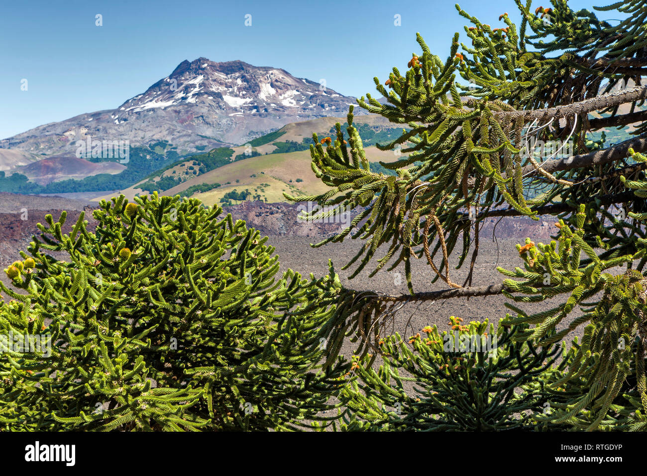 Forêt d'Araucaria, Réserve nationale du Malalcahuello-Nalcas, région d'Araucania, Chili Banque D'Images