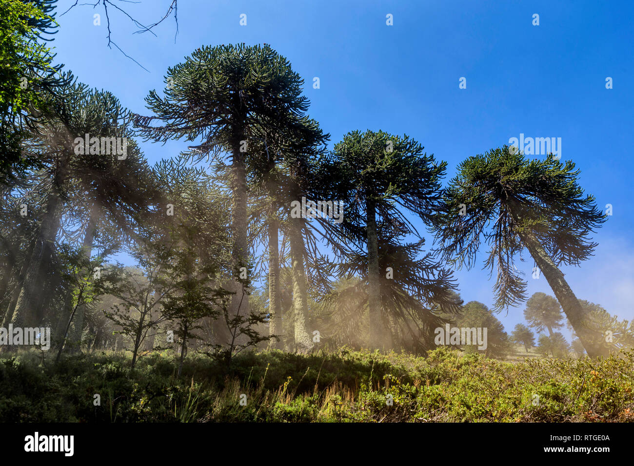 Forêt d'Araucaria, Réserve nationale du Malalcahuello-Nalcas, région d'Araucania, Chili Banque D'Images