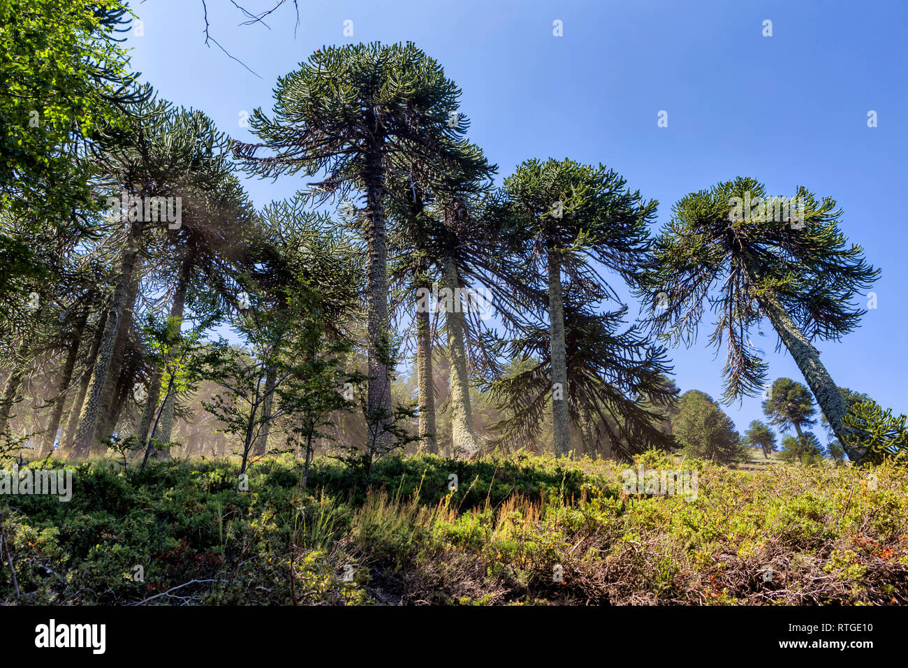 Forêt d'Araucaria, Réserve nationale du Malalcahuello-Nalcas, région d'Araucania, Chili Banque D'Images