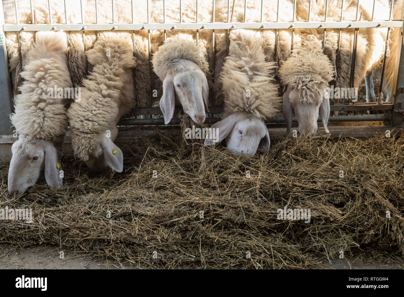 Moutons dans une pièce jointe Banque D'Images