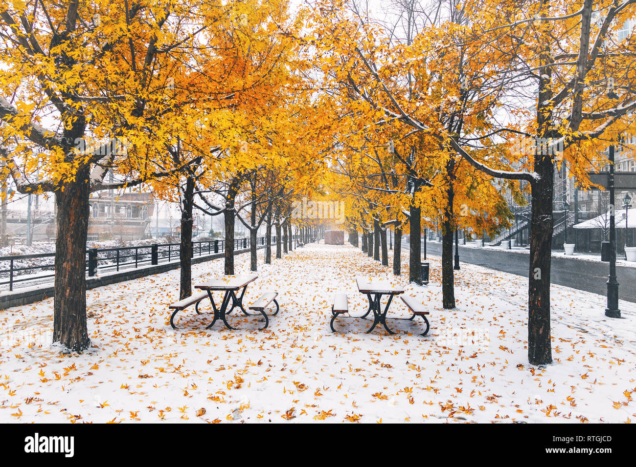 Passerelle sur la première neige avec des feuilles jaunes tombant des arbres - Montréal, Québec, Canada Banque D'Images