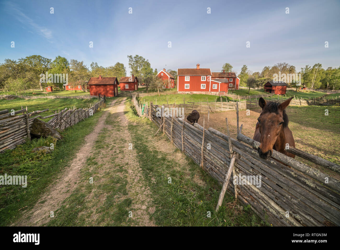 Cheval et roundpole traditionnelle clôture dans un paysage rural avec le village par Stensjo dans l'arrière-plan. Pays-bas, Suède, Scandinavie Banque D'Images