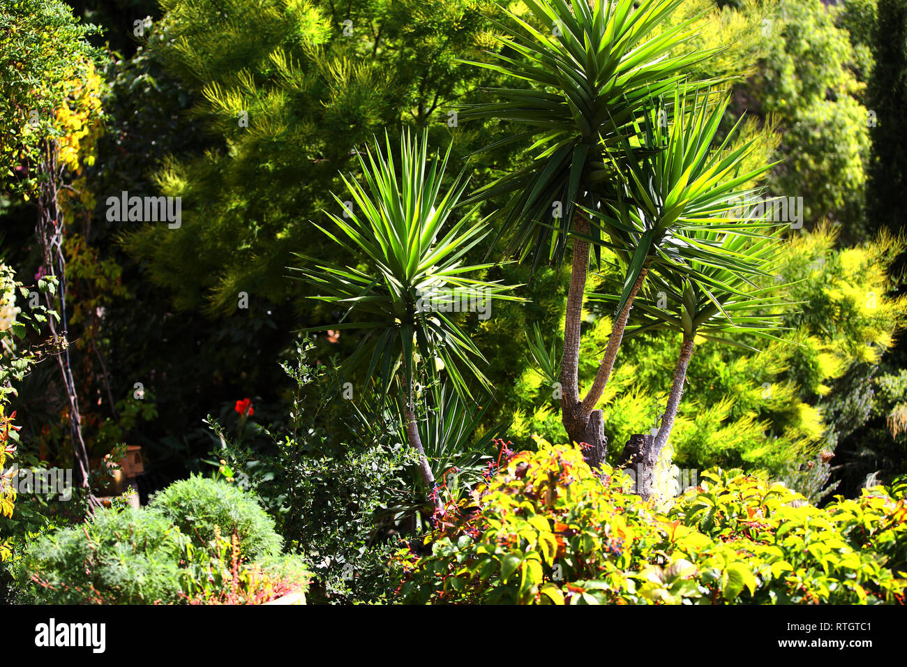 Belle plantation dans un jardin dans une ferme à Mallorca Banque D'Images