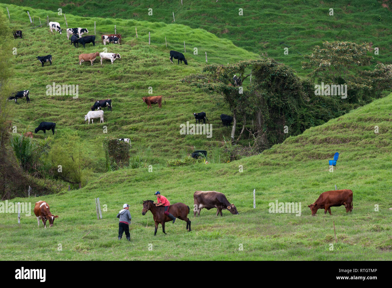 Donmatias, Antioquia, Colombie : monter un cheval de cow-boy et le pâturage des vaches. Banque D'Images