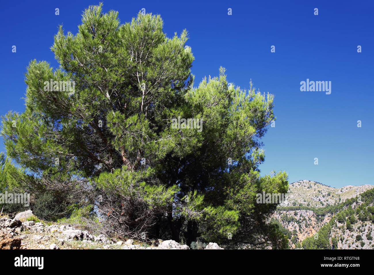 Établissements autonomes de arbre dans la Serra de Tramuntana à Majorque Banque D'Images