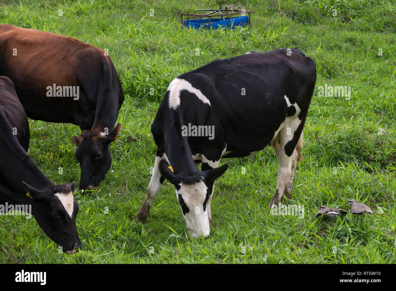 Donmatias, Antioquia, Colombie : les vaches de pâturage autour d'un nid d'oiseau. Banque D'Images