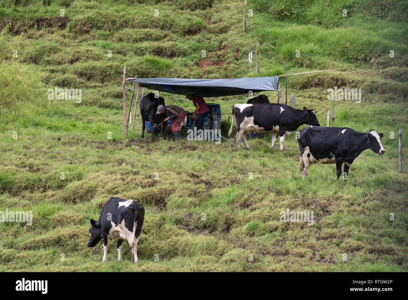 Donmatias, Antioquia, Colombie : les vaches à lait Cowboy Banque D'Images