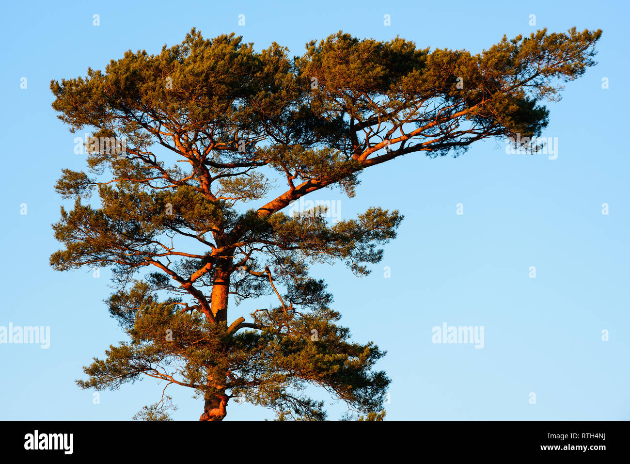 Pine Tree canopy contre le ciel bleu en soir soleil. Banque D'Images
