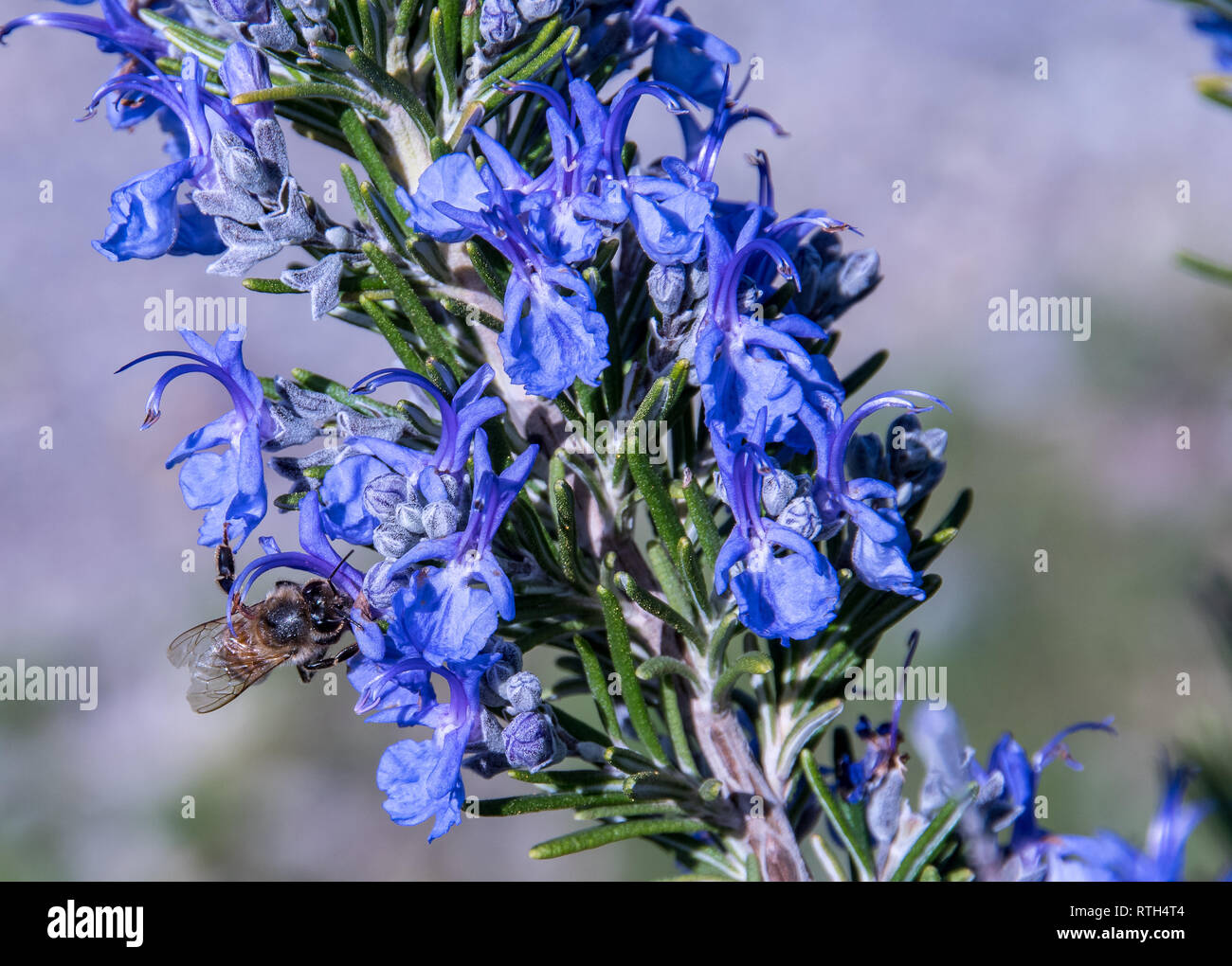 Bee au travail sur une branche de romarin en fleur Banque D'Images
