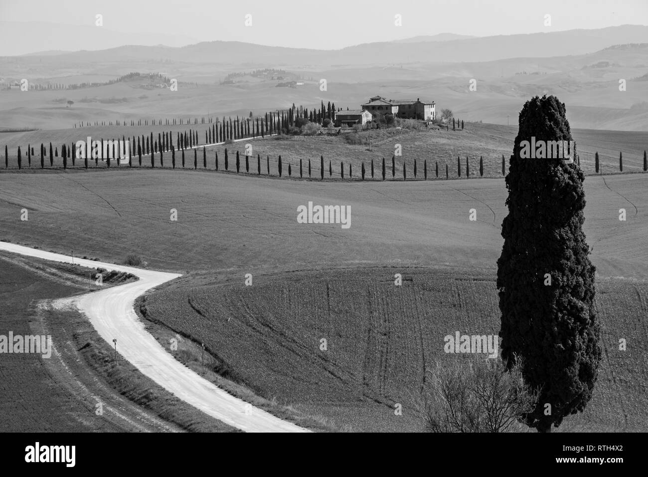 Cyprès solitaires le long d'un chemin de terre entre les collines de la campagne Toscane Banque D'Images
