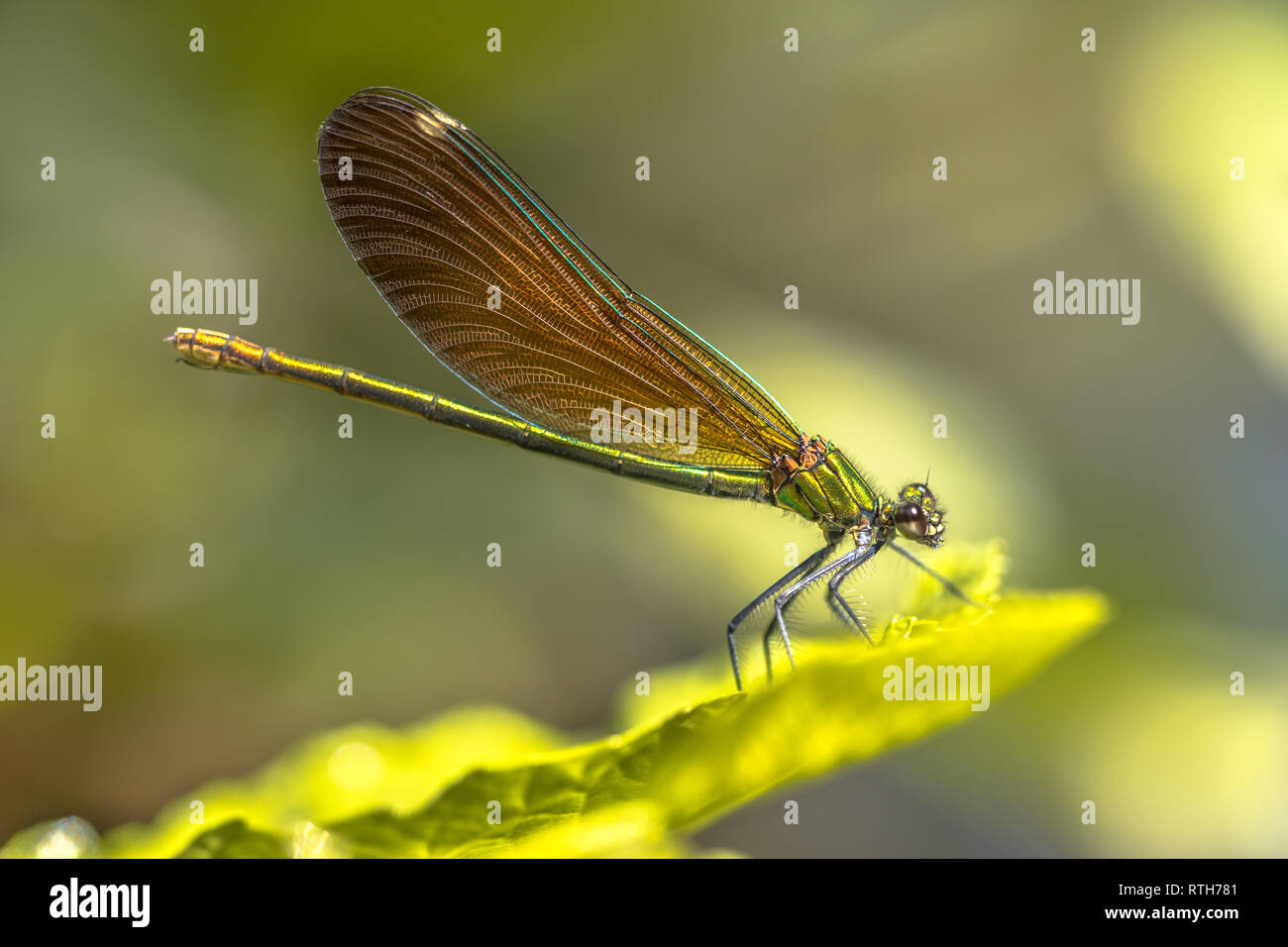 Demoiselle (Calopteryx haemorrhoidalis en cuivre) femmes dragonfly resting on leaf neer creek Banque D'Images