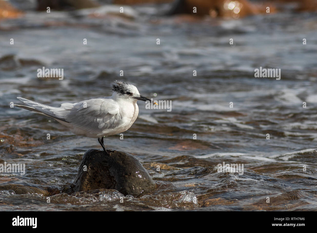 Sterne caugek (Thalasseus sandvicensis) sur la plage de Fuerteventura Espagne. Banque D'Images