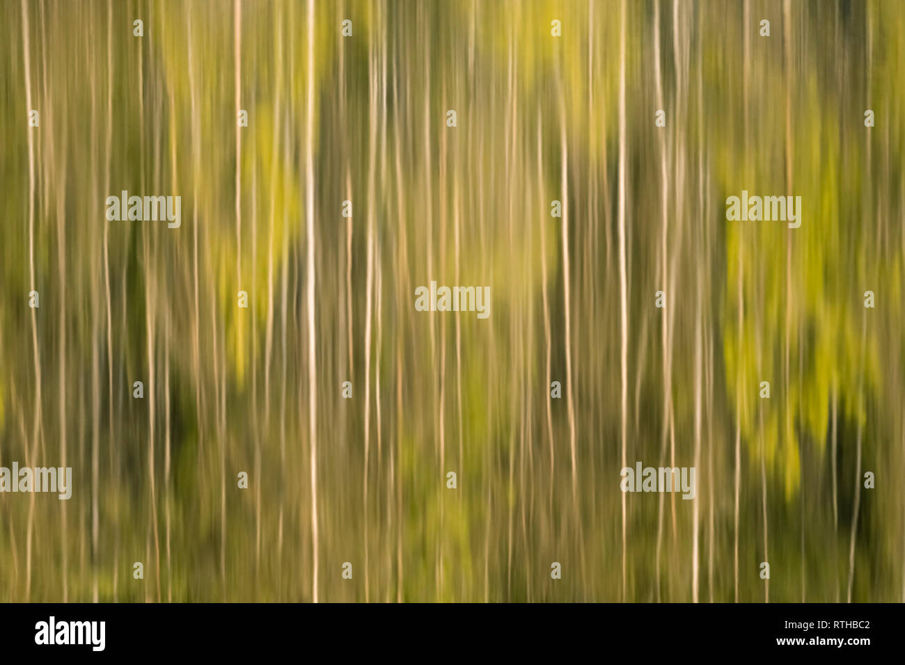 Réflexions d'argent dans le lac des bois de bouleau de Finlande Banque D'Images