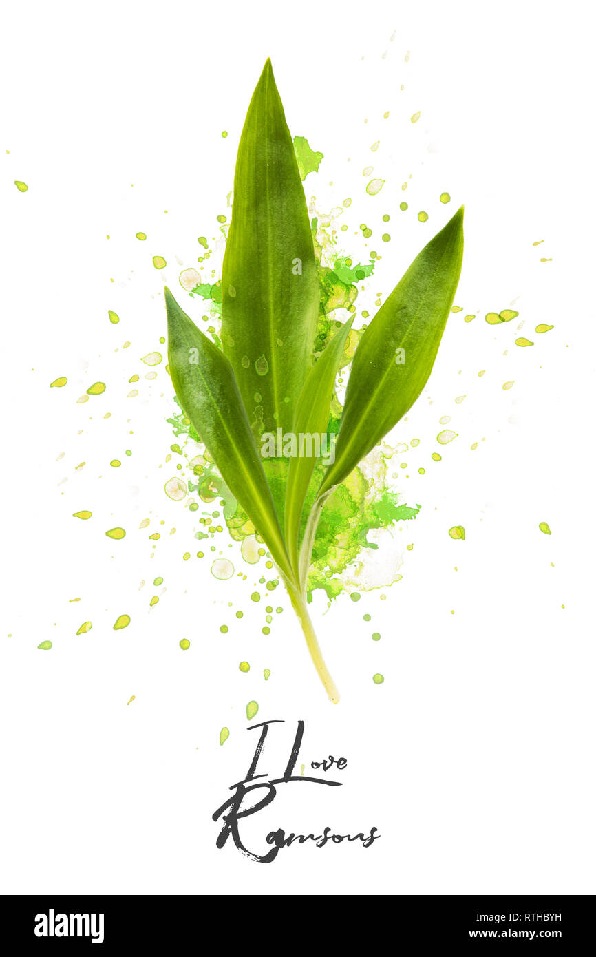 Montage photo très explanting avec Ramsons sur fond blanc Banque D'Images