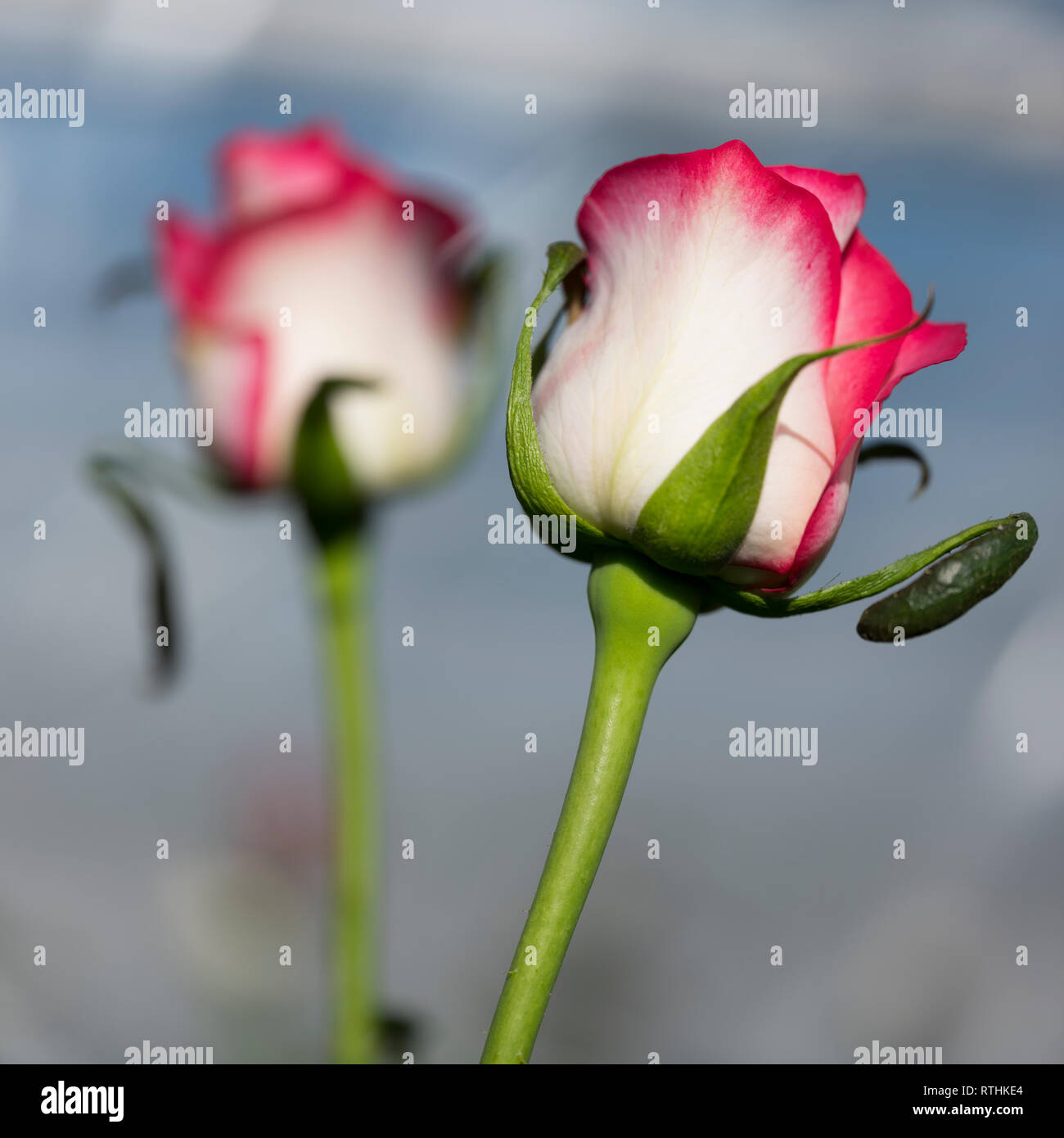 Roses rose et blanc à effet en néerlandais aux Pays-Bas Banque D'Images