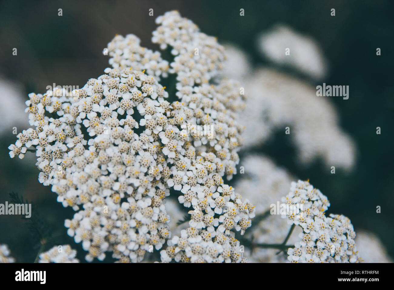 Close up fleur blanche avec peu de pétales dans le domaine de l'Àreu, Pyrénées catalanes, Espagne, Europe Banque D'Images