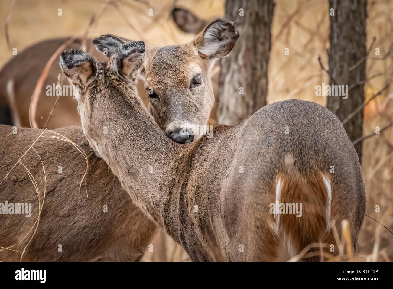 Le cerf de Virginie (Odocoileus virginianus) être affectueux avec chaque autre Banque D'Images