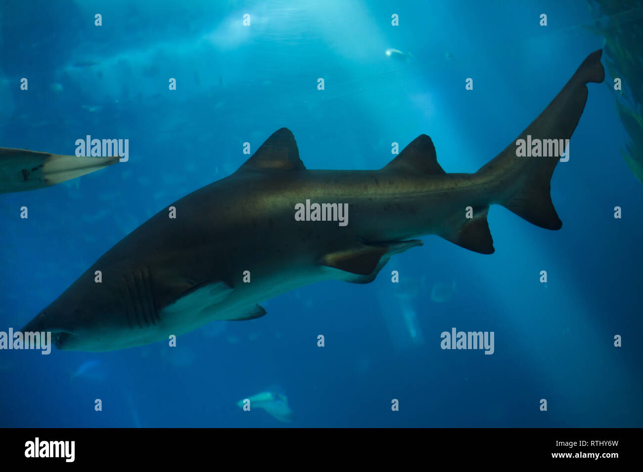 Sand tiger shark (Carcharias taurus), également connu sous le nom de requin nourrice gris à l'Océanarium de Lisbonne (Oceanário de Lisboa) à Lisbonne, Portugal. Banque D'Images
