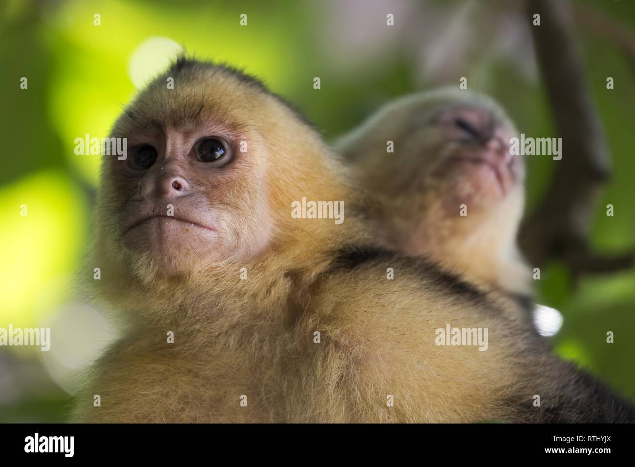 Petit Capucin Banque D Image Et Photos Alamy