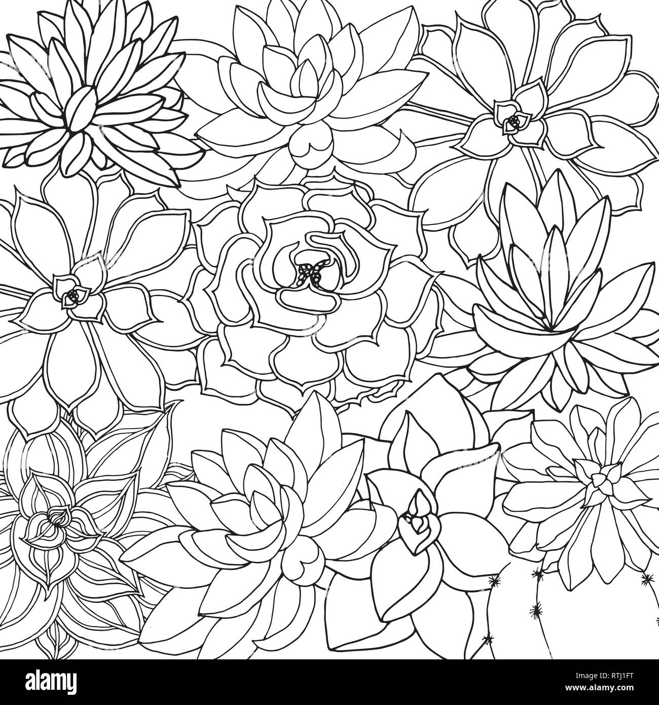 Doodle floral background en vecteur de doodles noir et blanc coloriage de plantes succulentes Illustration de Vecteur