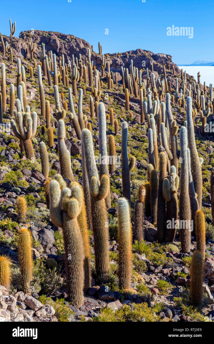 L'île de Incahuasi, Uyuni salt flat, Salar de Uyuni, Potosi, Bolivie ministère Banque D'Images