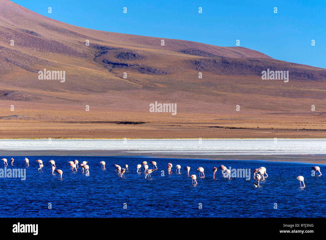 Laguna Canapa, Potosi, Bolivie ministère Banque D'Images