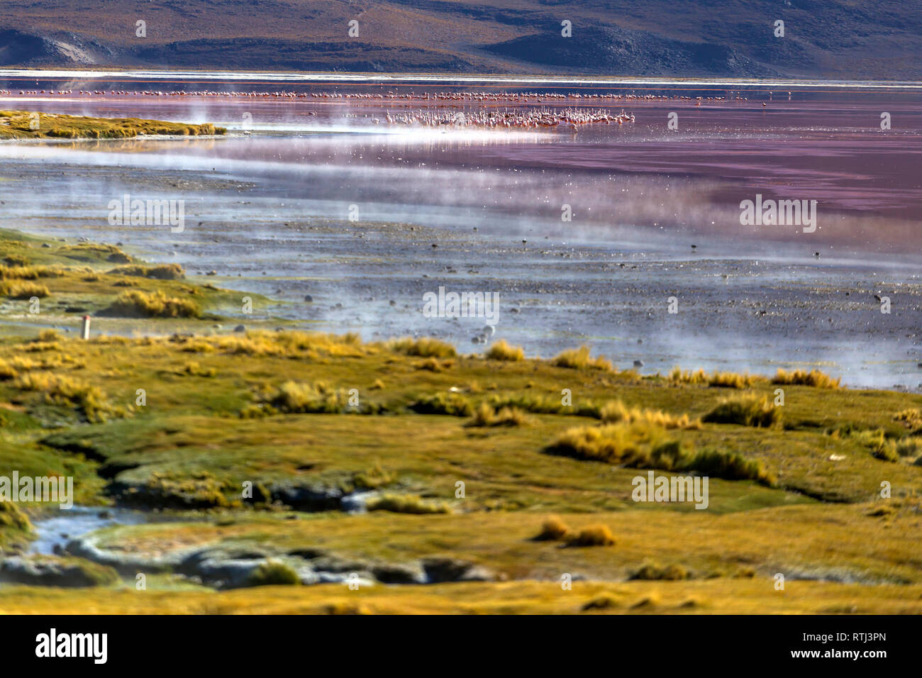 La Laguna Colorada, Eduardo Avaroa Parc National, Potosi, Bolivie ministère Banque D'Images