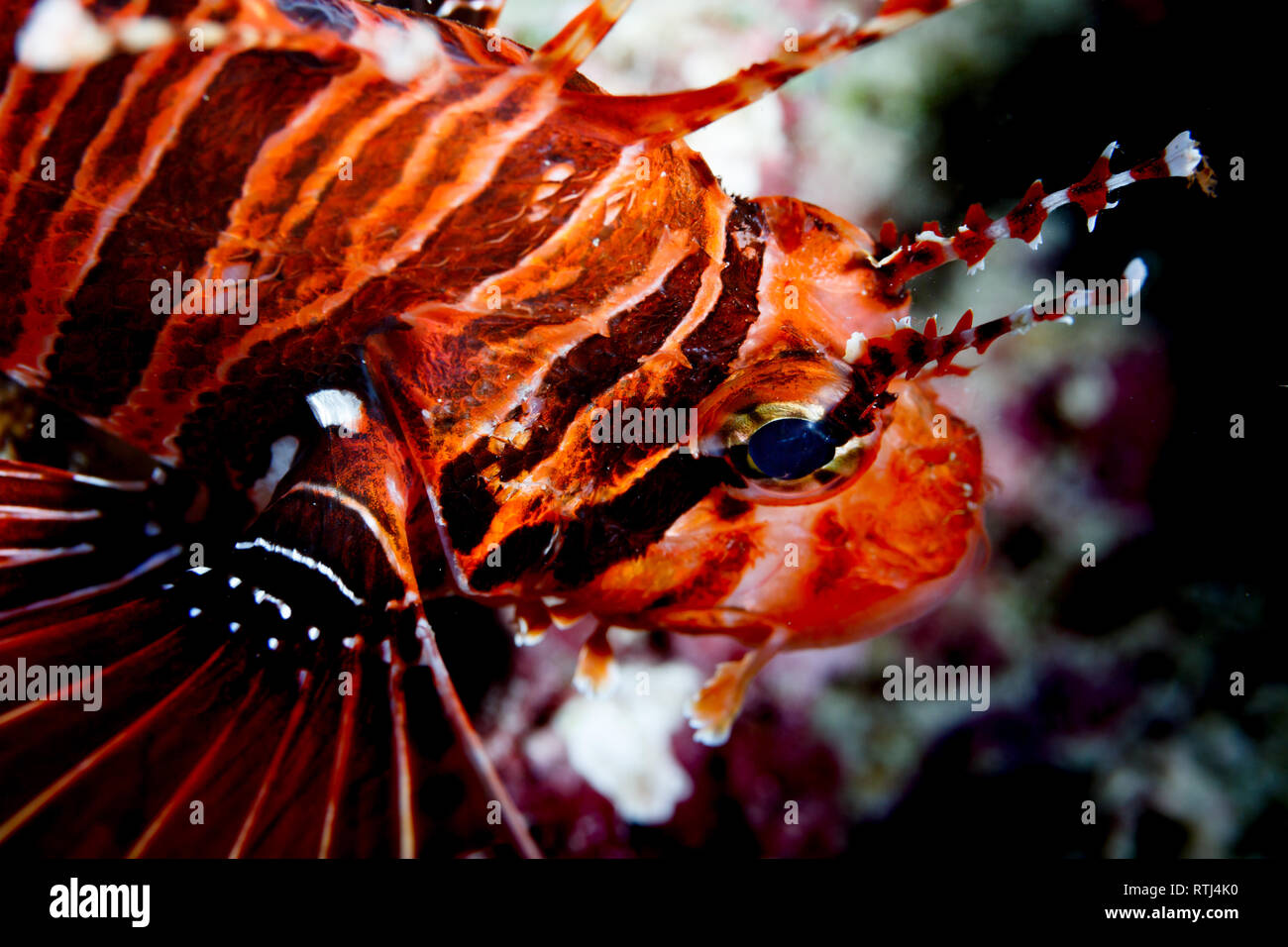 Gros plan du chef de méné bleu poisson lion Pterois Volitans,, Banque D'Images