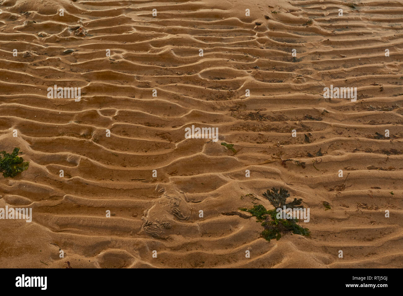 Résumé des motifs de plage à marée basse de Whitstable, Kent, Angleterre, Royaume-Uni, Europe Banque D'Images