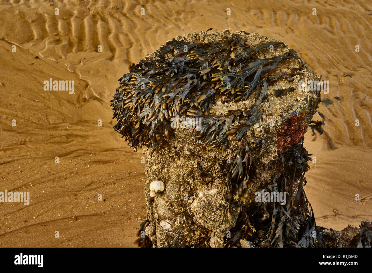 Résumé des motifs de plage à marée basse de Whitstable, Kent, Angleterre, Royaume-Uni, Europe Banque D'Images