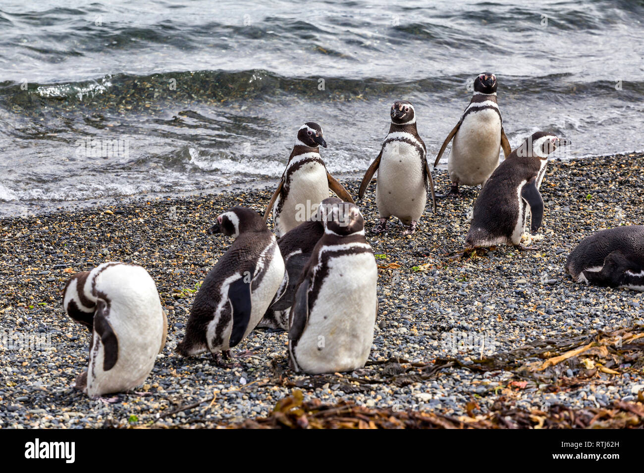 Les manchots de Magellan, l'Île Martillo, Tierra del Fuego National park, Isla Grande del Tierra del Fuego, Tierra del Fuego, Antartida e Islas del Atlant Banque D'Images