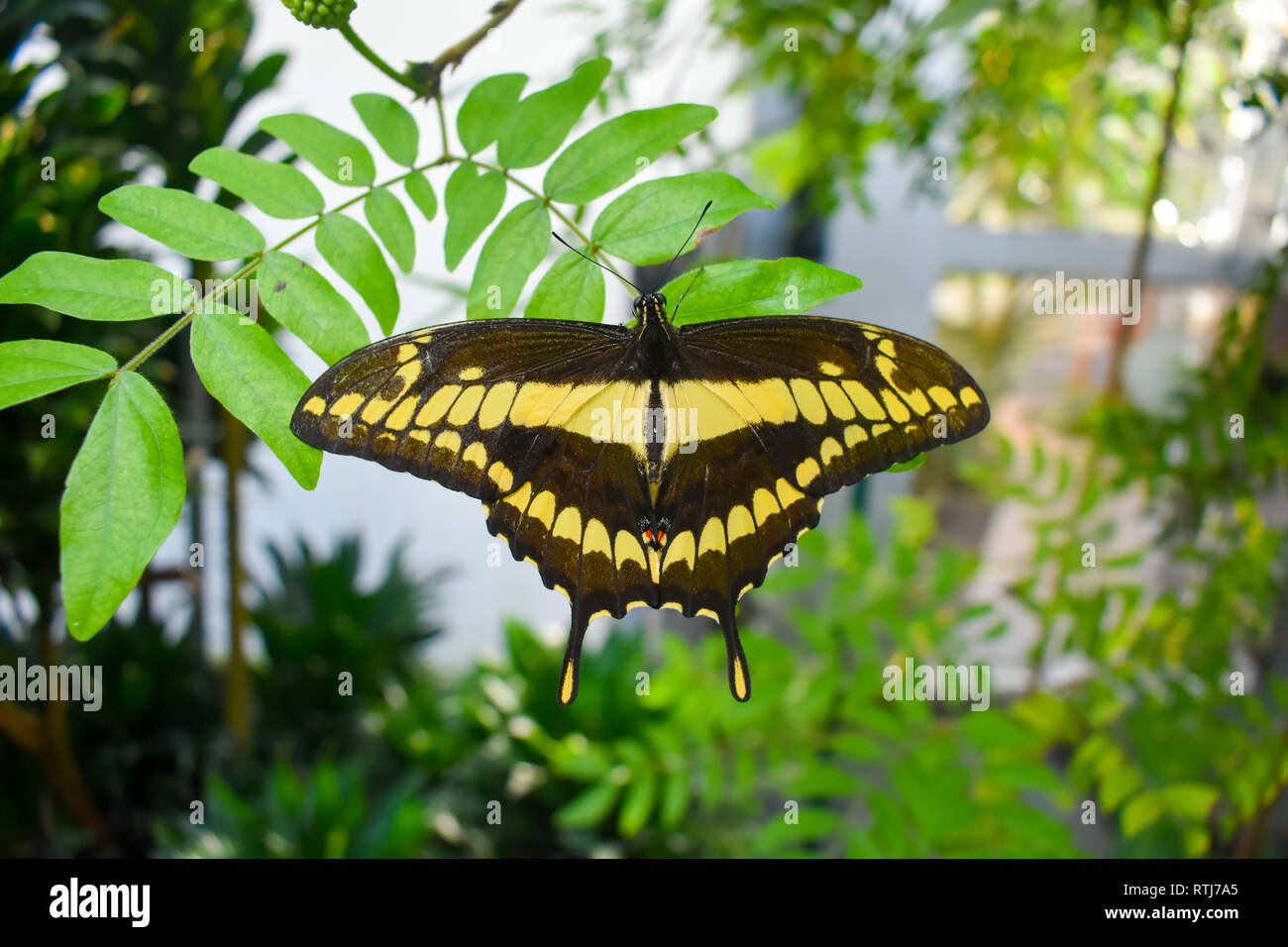 Grand porte-queue (Papilio cresphontes papillon). Banque D'Images