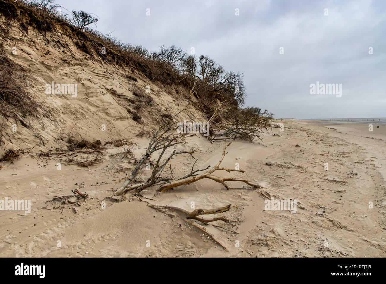 L'île de Langeoog, Mer du Nord Frise Orientale , Basse-Saxe, Allemagne, un paysage de dunes Banque D'Images
