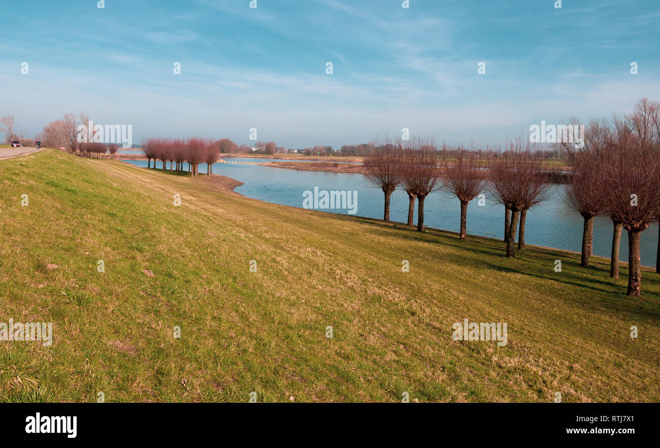 Saules têtards le long de la rivière 'l'IJssel" aux Pays-Bas Banque D'Images