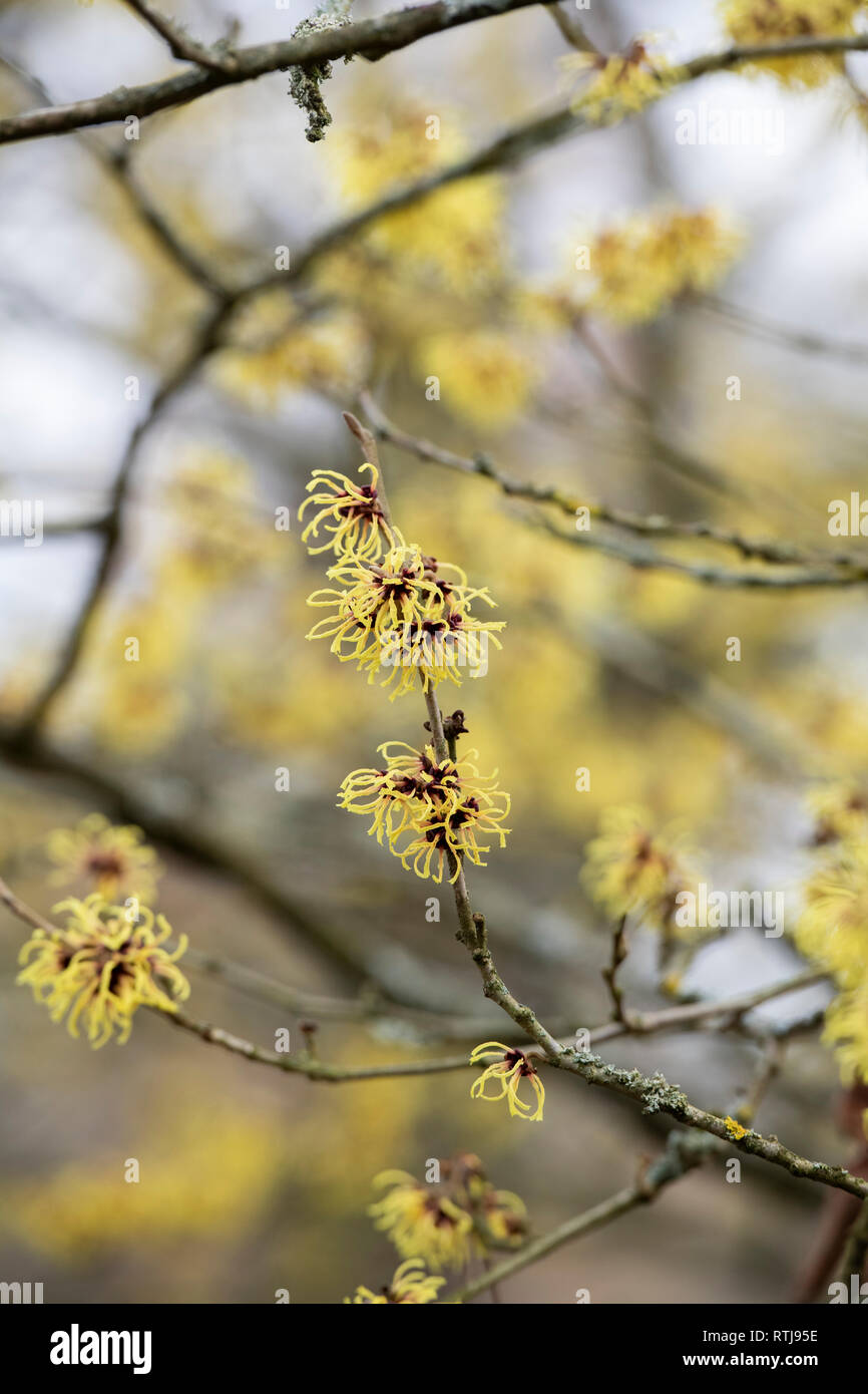 Hamamelis x intermedia Primavera. L'hamamélis 'Harry' la floraison en hiver. UK Banque D'Images