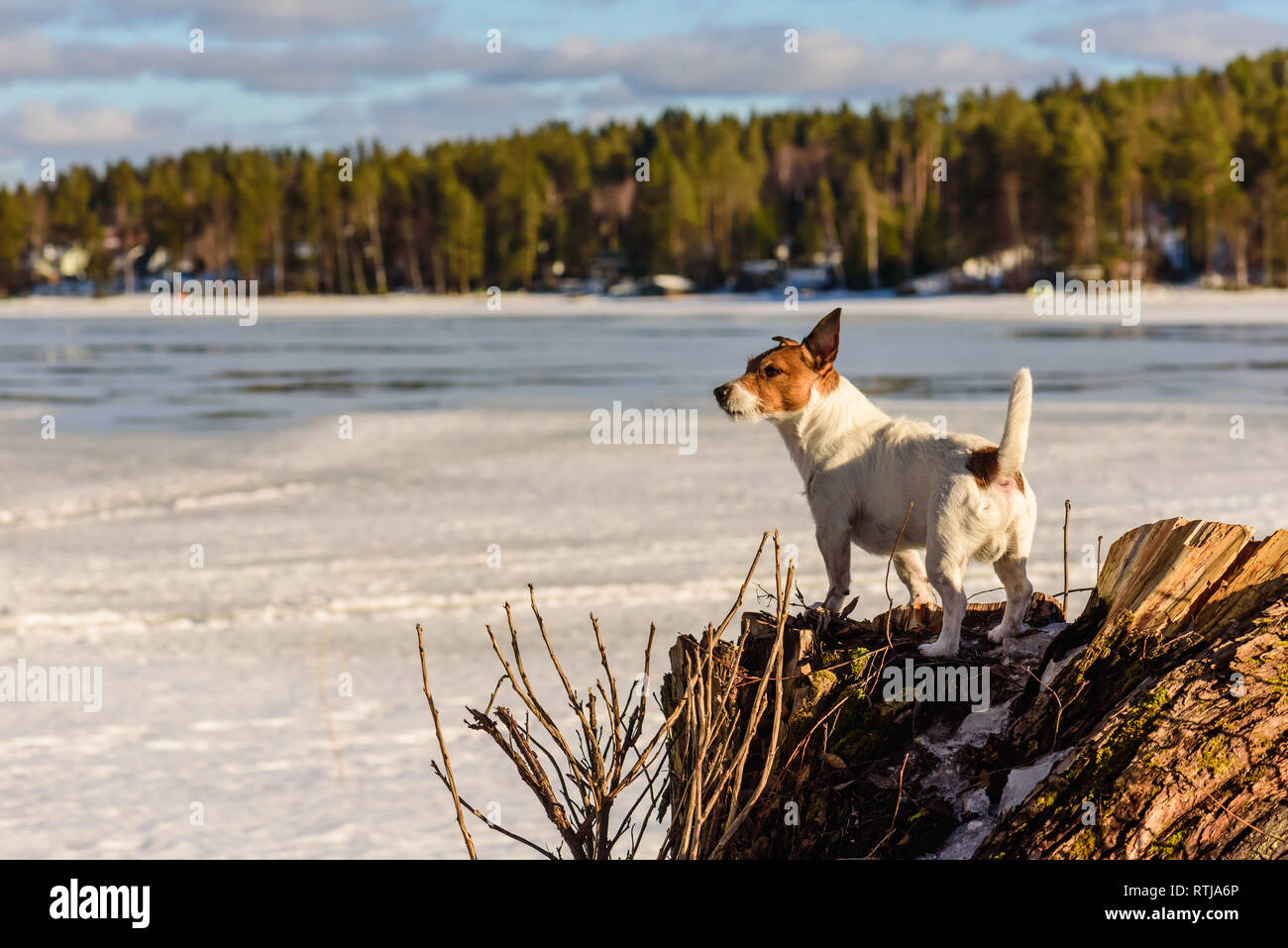 Chien sur souche d'arbre à la recherche à la fonte des glaces sur le lac au printemps Ensoleillé Banque D'Images
