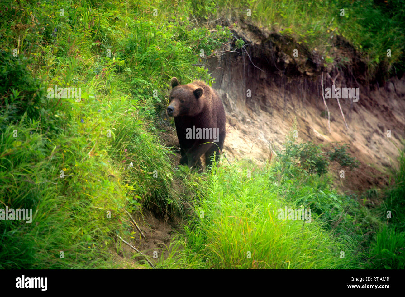 Ours brun, Ursus arctos, rivière Opala, péninsule du Kamchatka, Russie Banque D'Images