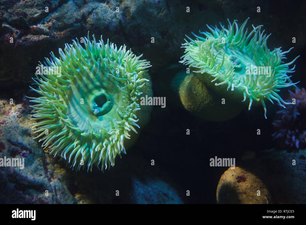 Les anémones vertes géantes (Anthopleura xanthogrammica). Banque D'Images
