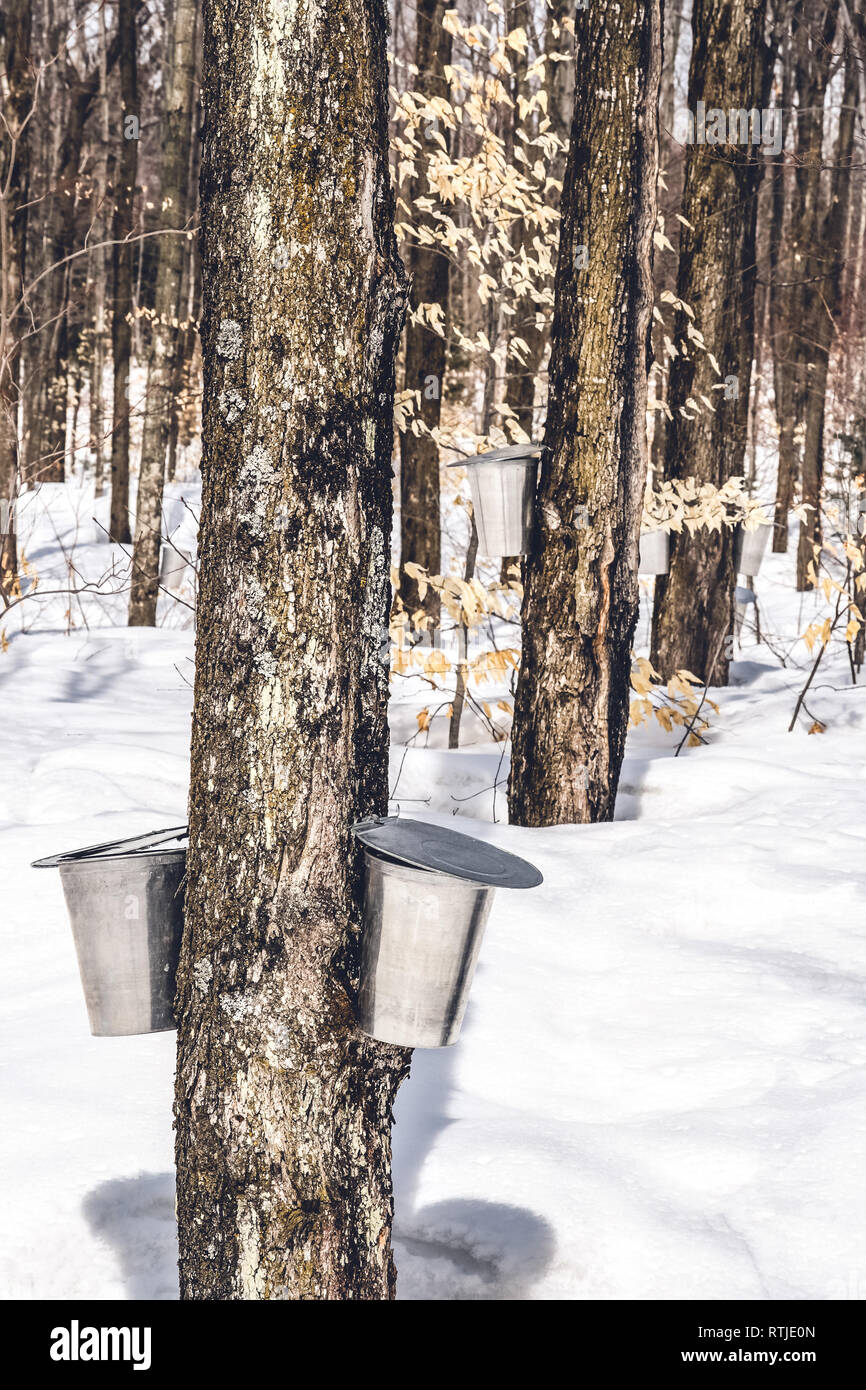 Forêt de printemps au cours de l'eau d'érable collection. La production de sirop d'érable traditionnel au Québec, Canada. Banque D'Images