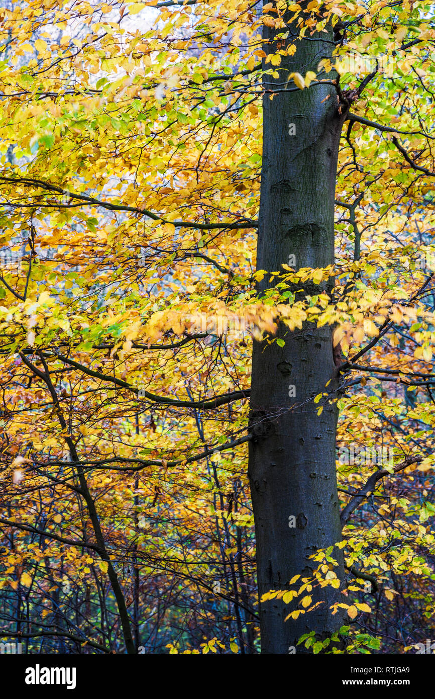 En automne Bois Buckholt dans les Cotswolds, Gloucestershire. Banque D'Images