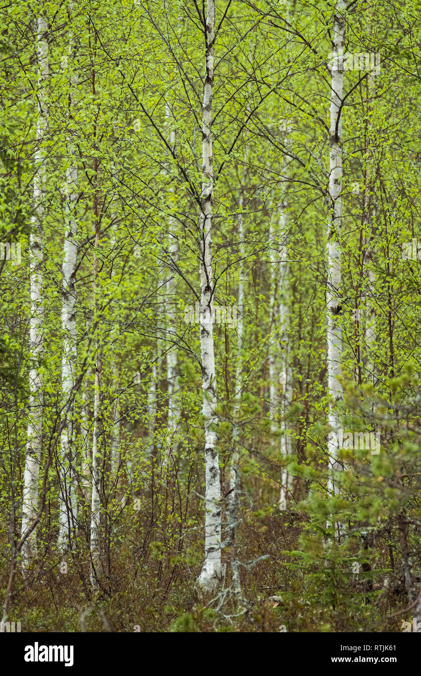 Forêt de bouleaux d'argent vierge en Finlande Banque D'Images