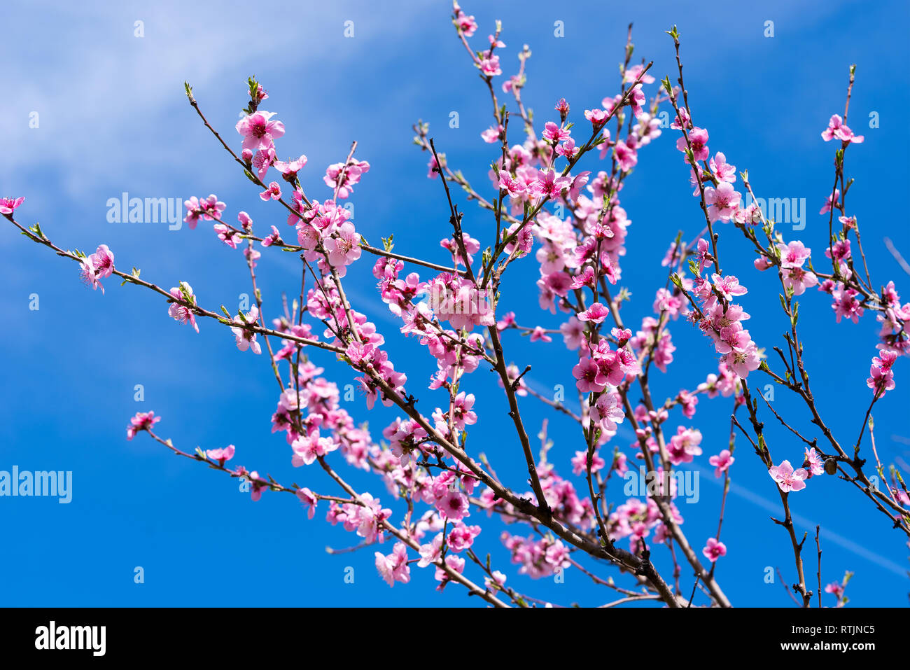 Peach Blossoms au début du printemps avec ciel bleu en arrière-plan. Banque D'Images