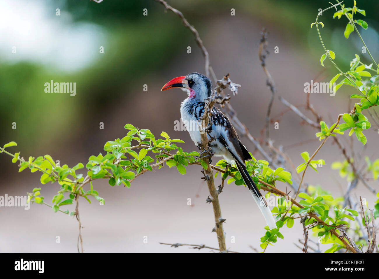 Calao à bec rouge (Tockus erythrorhynchus), Tanzanie, Afrique de l'Est Banque D'Images