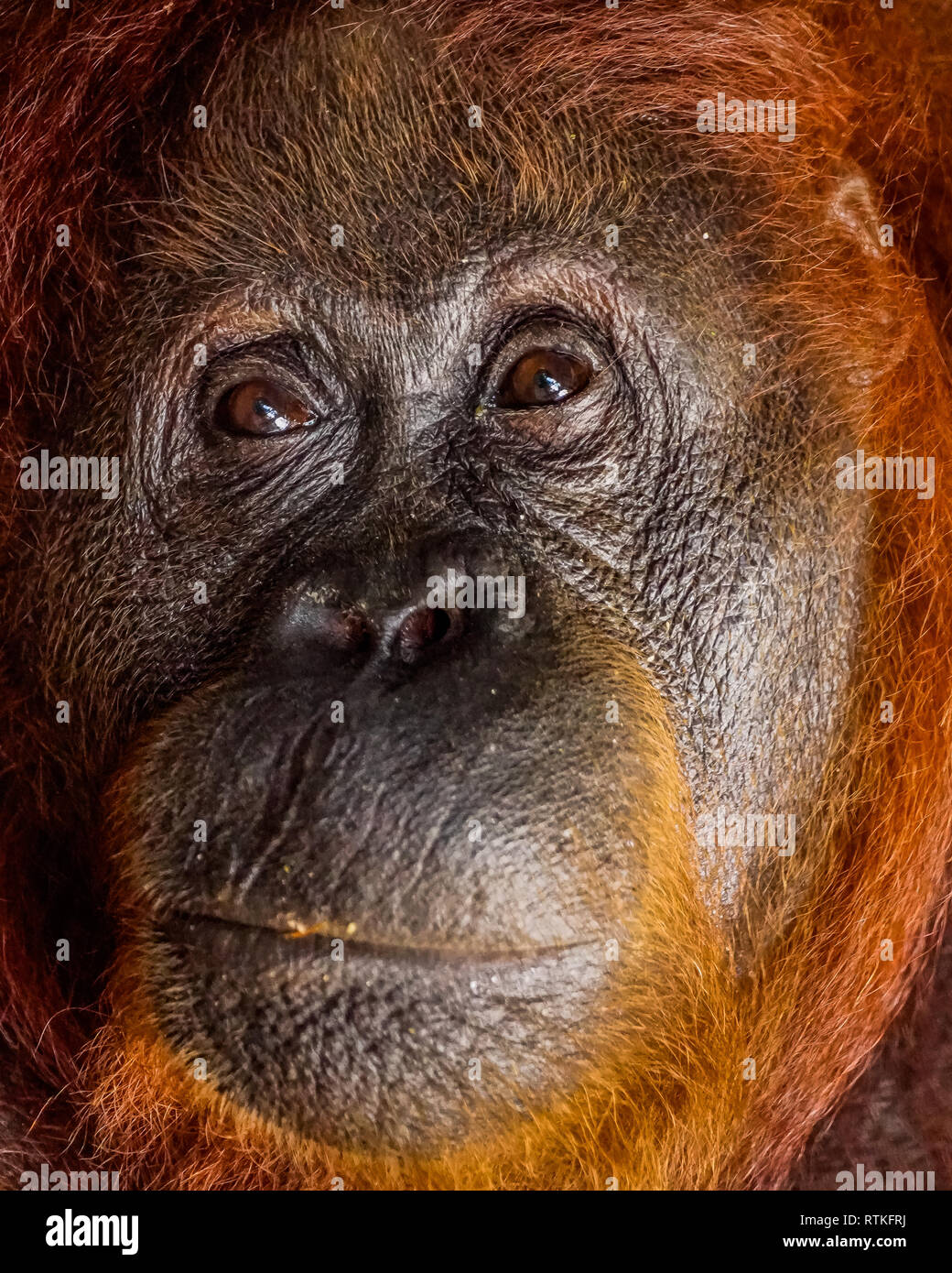 Portrait d'orang-outan Banque D'Images