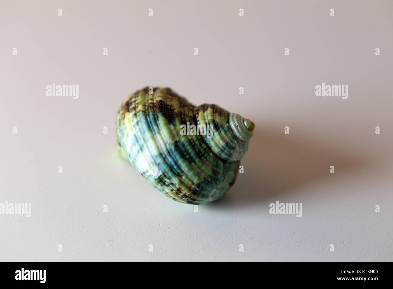 Still Life photo d'un beau vert de mer mollusk shell sur un tableau blanc. Joli souvenir de vacances au bord de la mer. Macro image avec les couleurs. Banque D'Images
