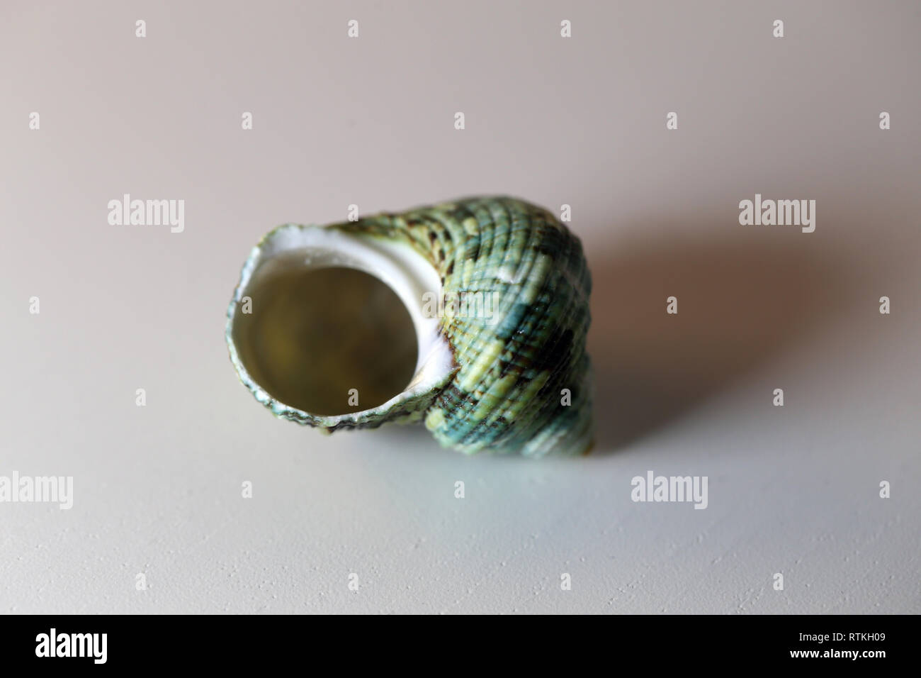 Still Life photo d'un beau vert de mer mollusk shell sur un tableau blanc. Joli souvenir de vacances au bord de la mer. Macro image avec les couleurs. Banque D'Images