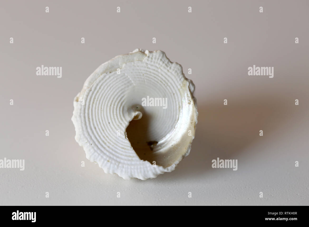 Still Life photo d'un beau blanc & marron mollusque mer shell sur un tableau blanc. Joli souvenir de vacances au bord de la mer. Macro image avec les couleurs. Banque D'Images